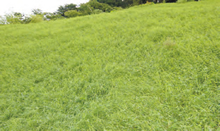 緑化生育基盤材  エコサイクルコンポ  石川